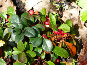 Gaultheria procumbens